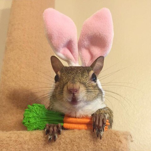 Picture a squirrel with 2 pink cloth rabbit shaped ears above & behind their head & a bunch of tiny fake carrots in their paws.

Credit: DDG find.