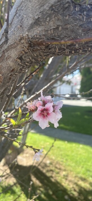 Un primer plano de flores rosas en la rama de un árbol con un fondo borroso de hierba verde.