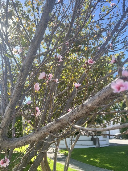 Ramas de árboles con flores rosas contra un cielo azul brillante.