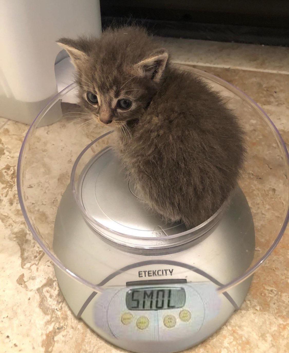Imagen de un gatito gris pequeño en una escala.

SMOL